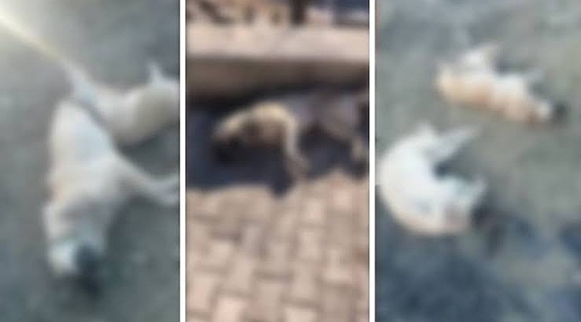 Elazığ'da köpek katliamı