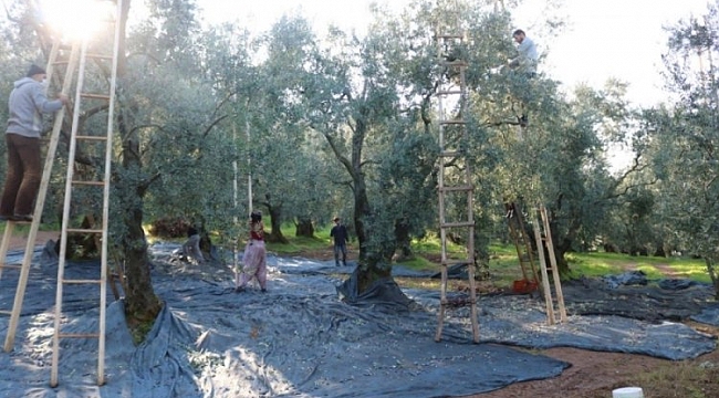 İznik Zeytin Kooperatifinde rekor alım