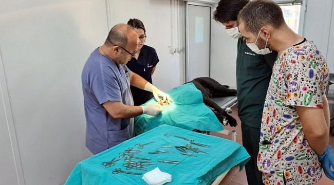 Osmangazi'de 7 bin 87 can dost şifa buldu