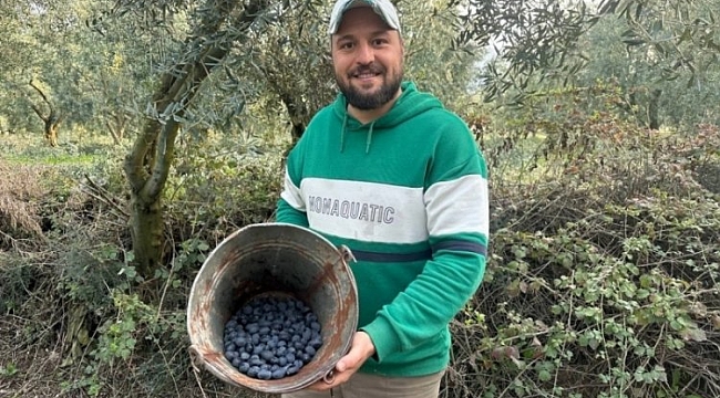 Bursa'nın zeytin hasadı şaşırttı