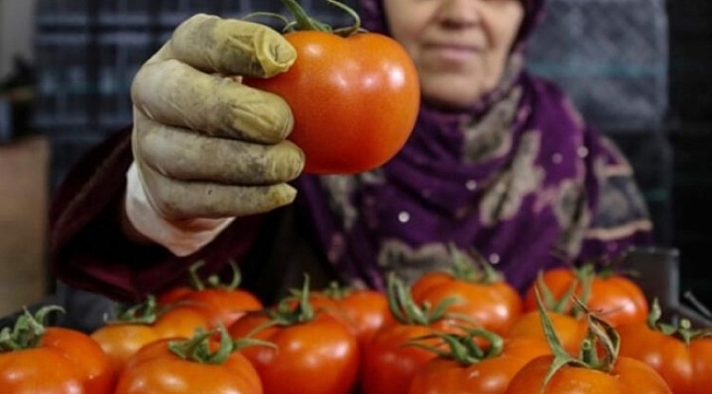 İhracatın kralı domates ve biber oldu
