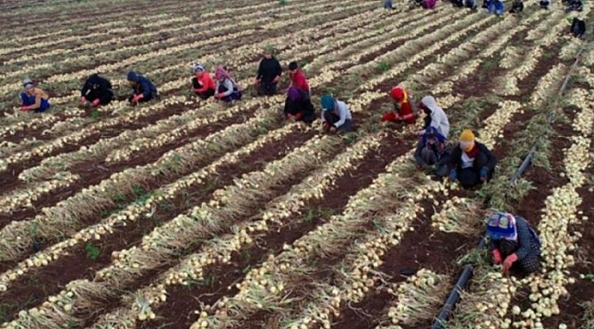 Soğan fiyatları düştü, ürünler tarlada kaldı!