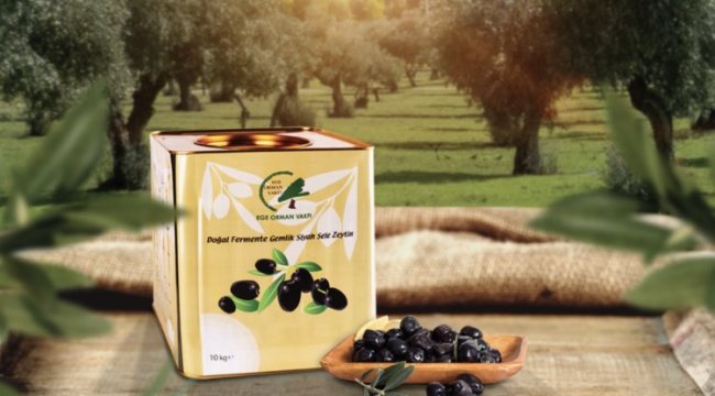 Adıyaman'da zeytinler fidana dönüyor