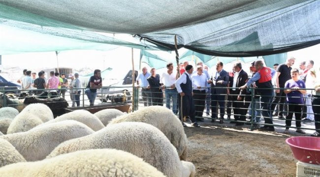 Başkan Gürkan canlı hayvan pazarında