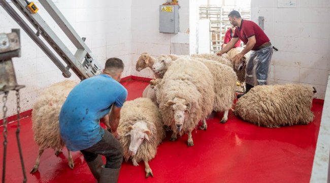 Şehitlerimiz için kurbanlar kesildi