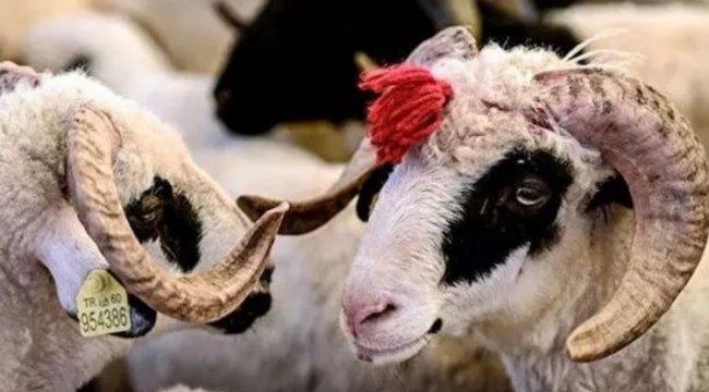 Ulucami Baş İmamı: Zekat veren kurban kesmekle yükümlü