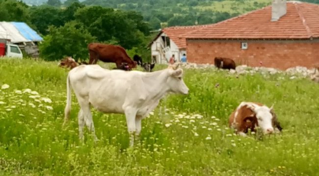 Bilecik'te kaçan düvelerden ikincisi de bulundu