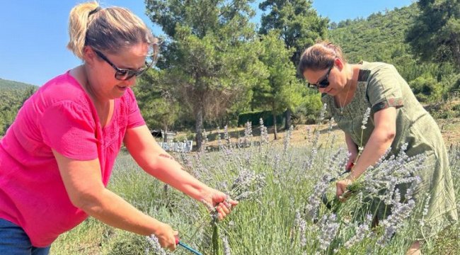 Bodrum'da lavanta hasadı başladı