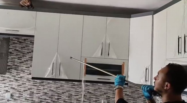 Bursa'da eve giren maymun korumaya alındı!