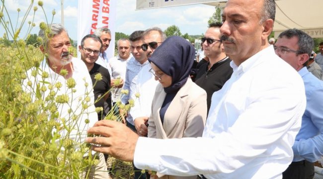 Bursa Harmancık'ta pelemir hasadı