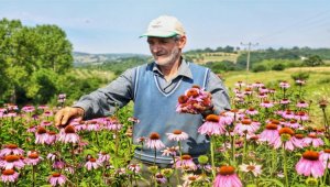 İnegöl'de 'Ekinezya'da üçüncü hasat heyecanı
