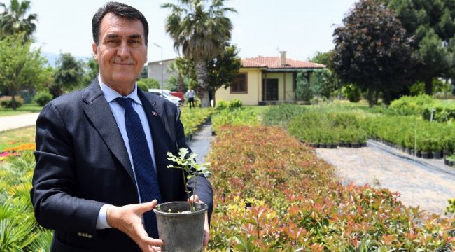 Bursa Osmangazi'nin tarihi çınarından fideler yetişiyor