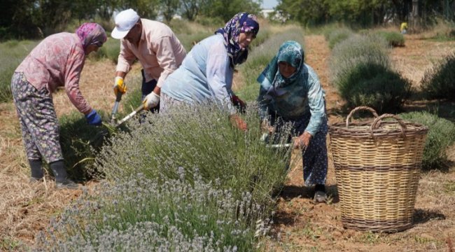 CHP'li Değirmendereli'nin hedefi lavanta ekimini yüzlerce dekara çıkarmak