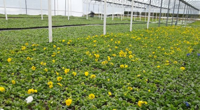 Çiftçinin ürettikleri Bursa'yı çiçeklendiriyor