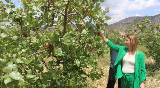 Çiftçinin yüzü fıstıkla gülüyor