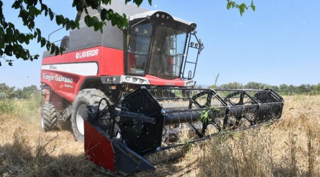 Çiğli Belediyesi'nden ilk buğday hasadı