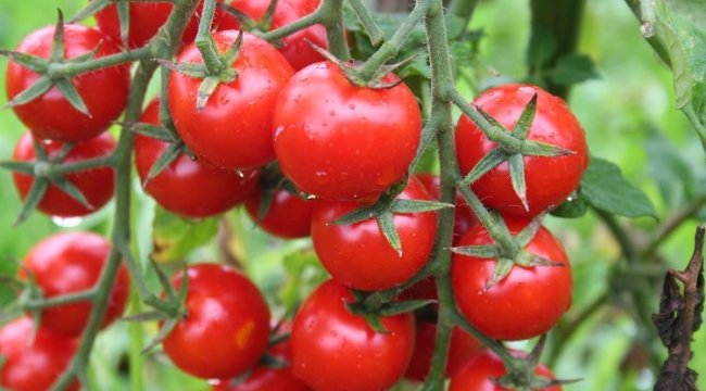 Domatesin kotası 500 bin tona çıktı