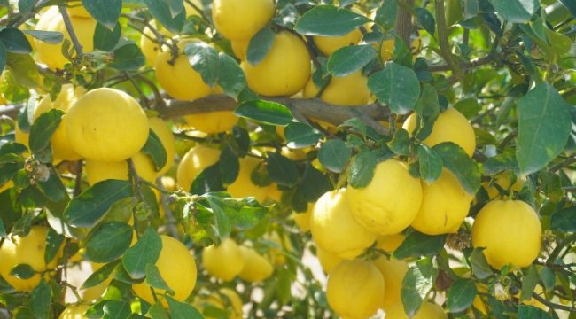 Finike'nin kokulu limonu ve Hicaz Narı, uluslararası listede