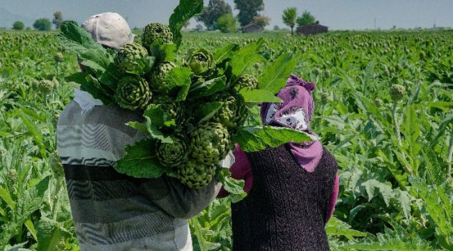Hatay enginarlarını reyonlarında satışa sundu