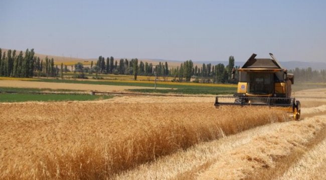 Karakılçık buğdayında hasat sevinci