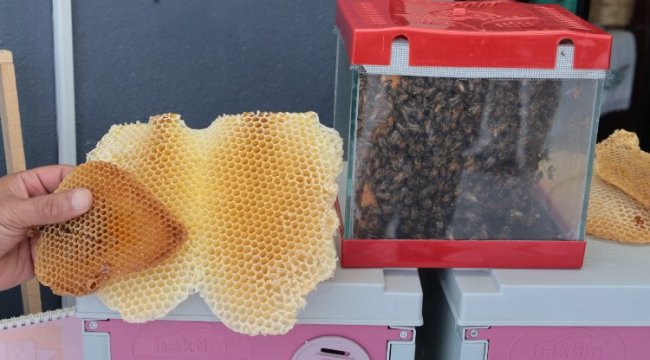 Kocaeli’de bal hasadı şenliği