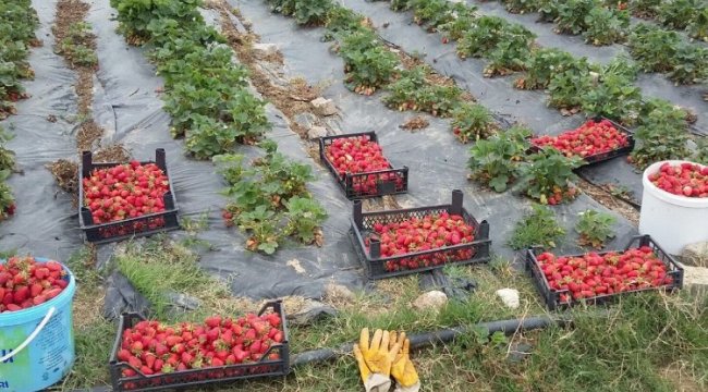 Kocaeli’de üreticilere 118 bin çilek fidesi dağıtıldı