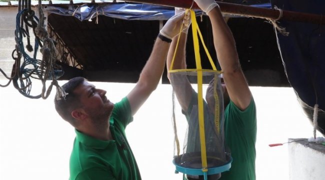 Kocaeli'de vektör mücadelesinde tuzak desteği