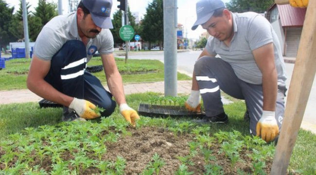 Korkuteli çiçeklerle renklendi