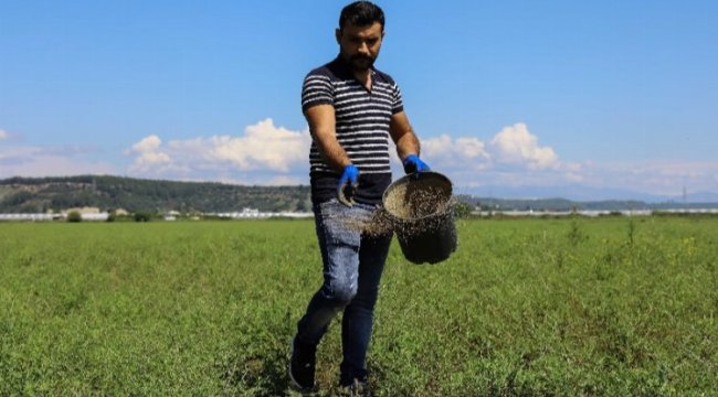 Meralara tohumlu çözüm