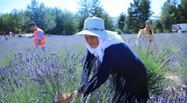 Muğla Büyükşehir Koku Vadisi’nde lavanta şenliği düzenliyor