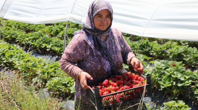 Muğla Köyceğiz Yaylaları’nın çilekleri raflarda