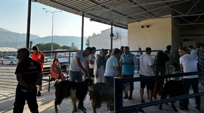 Muğla mezbahaları tam kapasite çalıştı