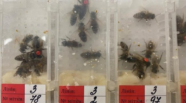 Sabiha Gökçen'de 'canlı arı' avı!