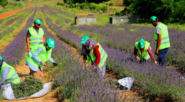 Sakarya'da 'mor' hasat büyülüyor