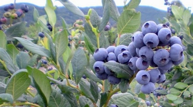 Yaban mersininin 10 faydası