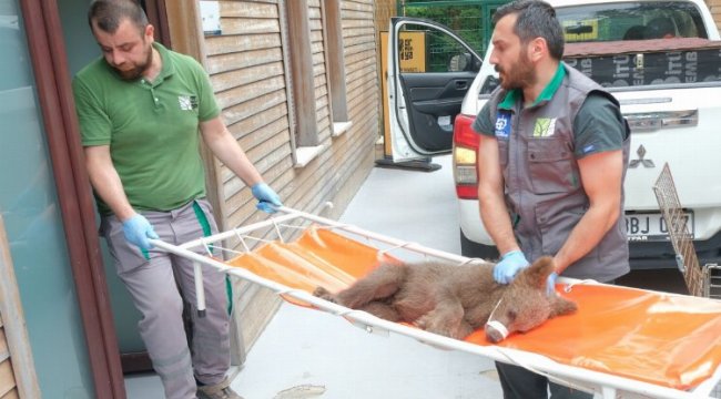 Yaralı boz ayı Ormanya’da yaşama tutundu