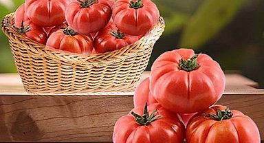 Ayaş yollarını aştı AB'ye ulaştı! Ayaş Domatesi tescilleniyor