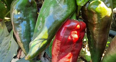 'Aybar' Bursa Yenişehir'i sevdi