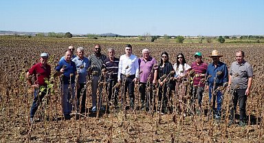 Ayçiçeği kuraklık sıkıntısı çekiyor!