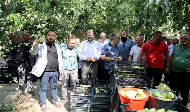 Başkan Aktaş Gürsu'daki armut hasadına katıldı
