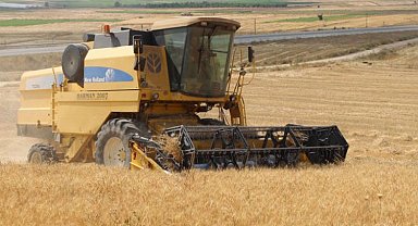 Belediye arazilerinde buğdaylar yetişiyor