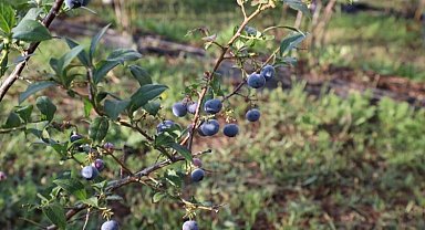 Bursa İnegöl'de 'Mavi Yemişin' ünü ülke sınırlarını aştı