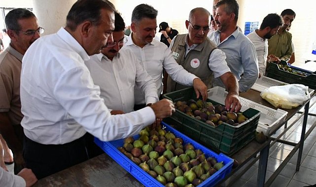 Bursa 'Siyah İncir'de hasat zamanı