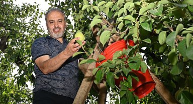 Bursa'da armut hasadı yapan çiftçiye Başkan Aktaş'tan yerinde ziyaret