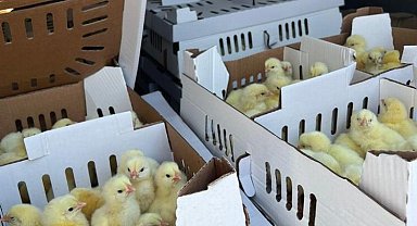 Bursa'da kayıt dışı 2 bin 500 kanatlı hayvana el kondu!