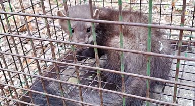 Bursa'da mazgala düşen kaya sansarı doğal ortama salındı