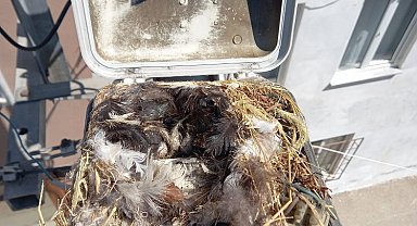 Bursa'da sokak lambası bakımında sürpriz misafir