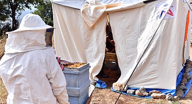 Çadırda arıcılık dönemi başladı
