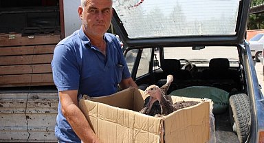 Çekirge istilasına hindili çözüm