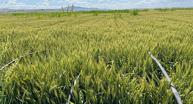 Damla sulamayla üretim verimi üçe katlanıyor